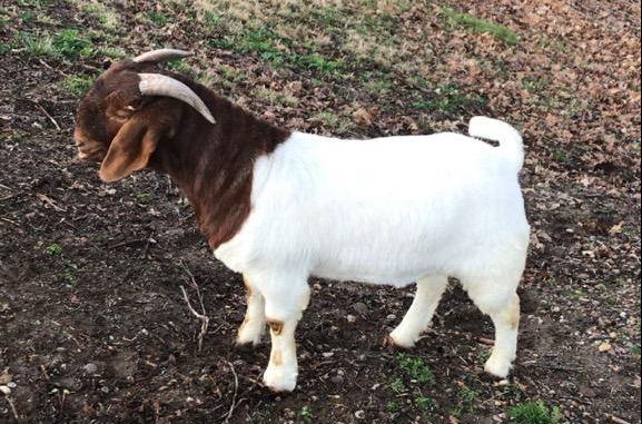 ABGA Boer goat